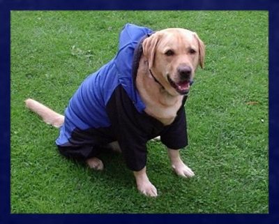 abrigos impermeables para perros tallas grandes
