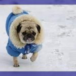 Ropa de moda para perros en invierno