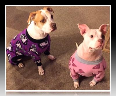 pijamas para perros chihuahua