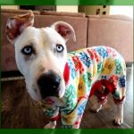 Modelos de pijamas para perros grandes