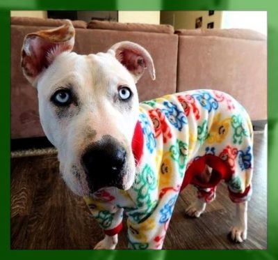 pijamas para perros pequeños