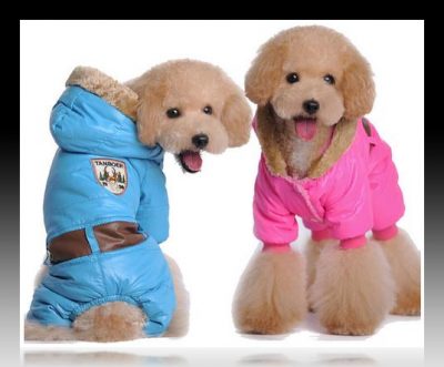 ropa de invierno para perros pequeños