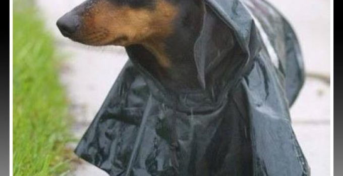 capa para lluvia para perro salchicha