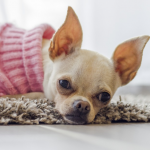 ¿Los Chihuahuas tienen Alergias? 2 Clases de alergias