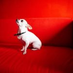 3 pasos para el entrenamiento exitoso de tu Chihuahua