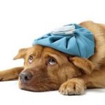 Los cuidados a tu mascota en la tos de las perreras