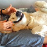 Cómo aplicar masajes a un perro