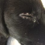 Cinomosis canina: ¿Qué es? ¿Cómo ocurre? Signos clínicos y prevención