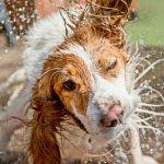 ¿Cada cuanto se baña un perro? La higiene es importante en las mascotas