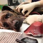 Erliquiosis canina, una enfermedad que puede ser mortal para tu perro